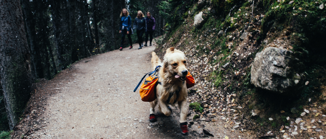 3 Reasons Why Passion is Crucial for Athletes